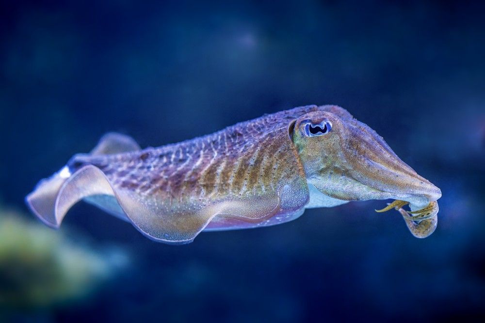 Cuttlefish close up in aquarium