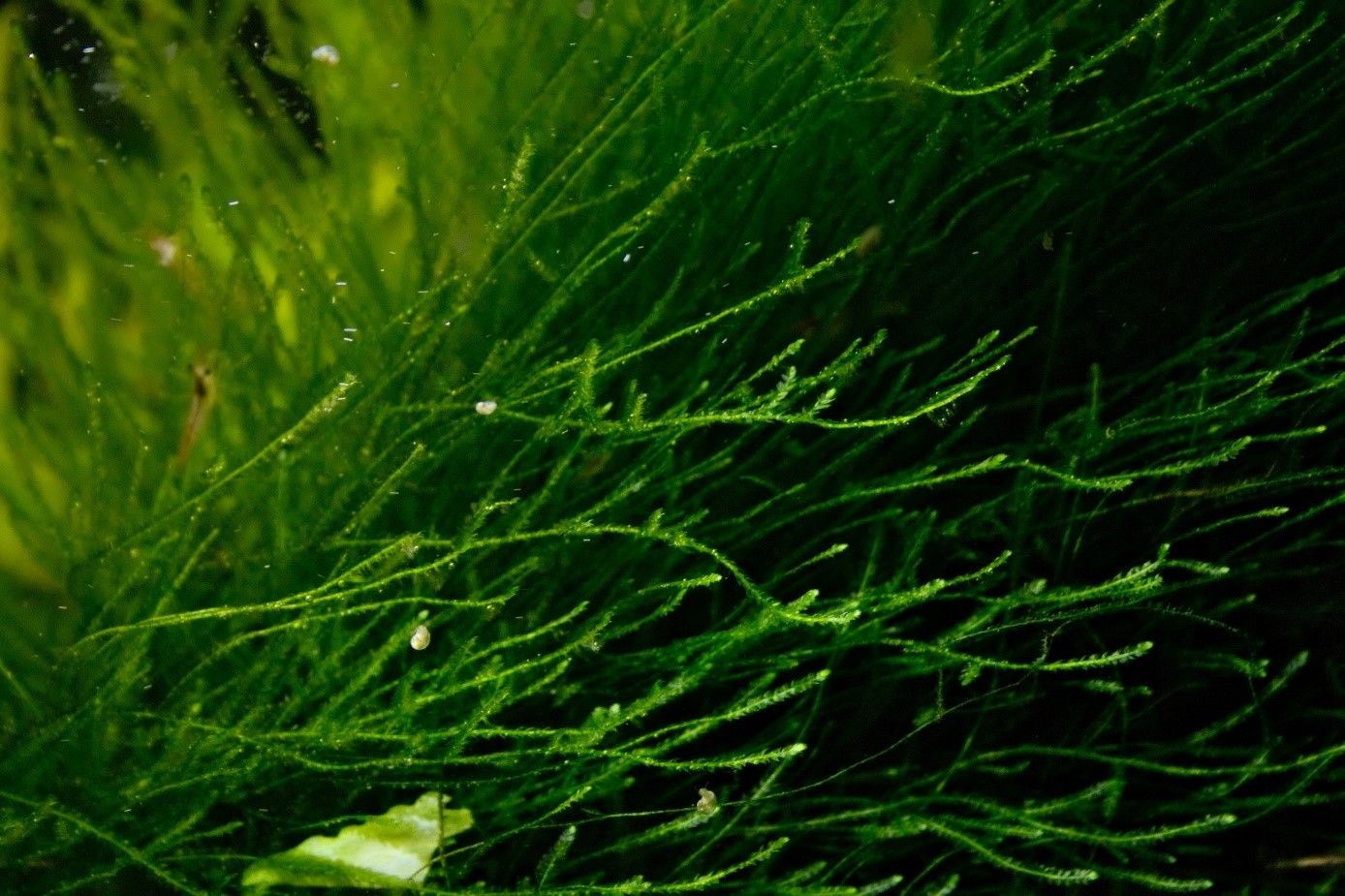 Java moss aquarium plant (Taxiphyllum barbieri)
