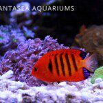 Bright orange and red Angelfish swimming above purple coral reef