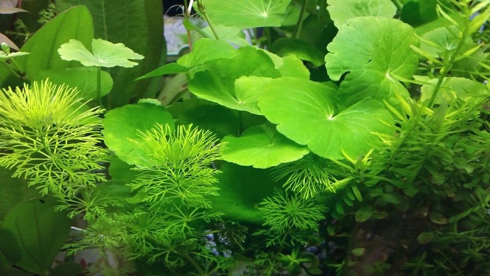 Brazilian pennywort aquarium plant