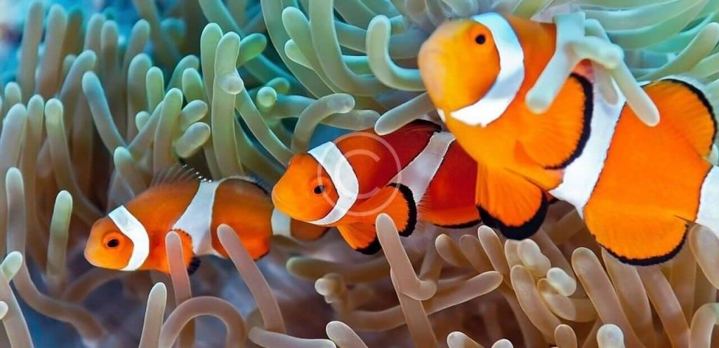 Clown fish sitting in anemone with copyright