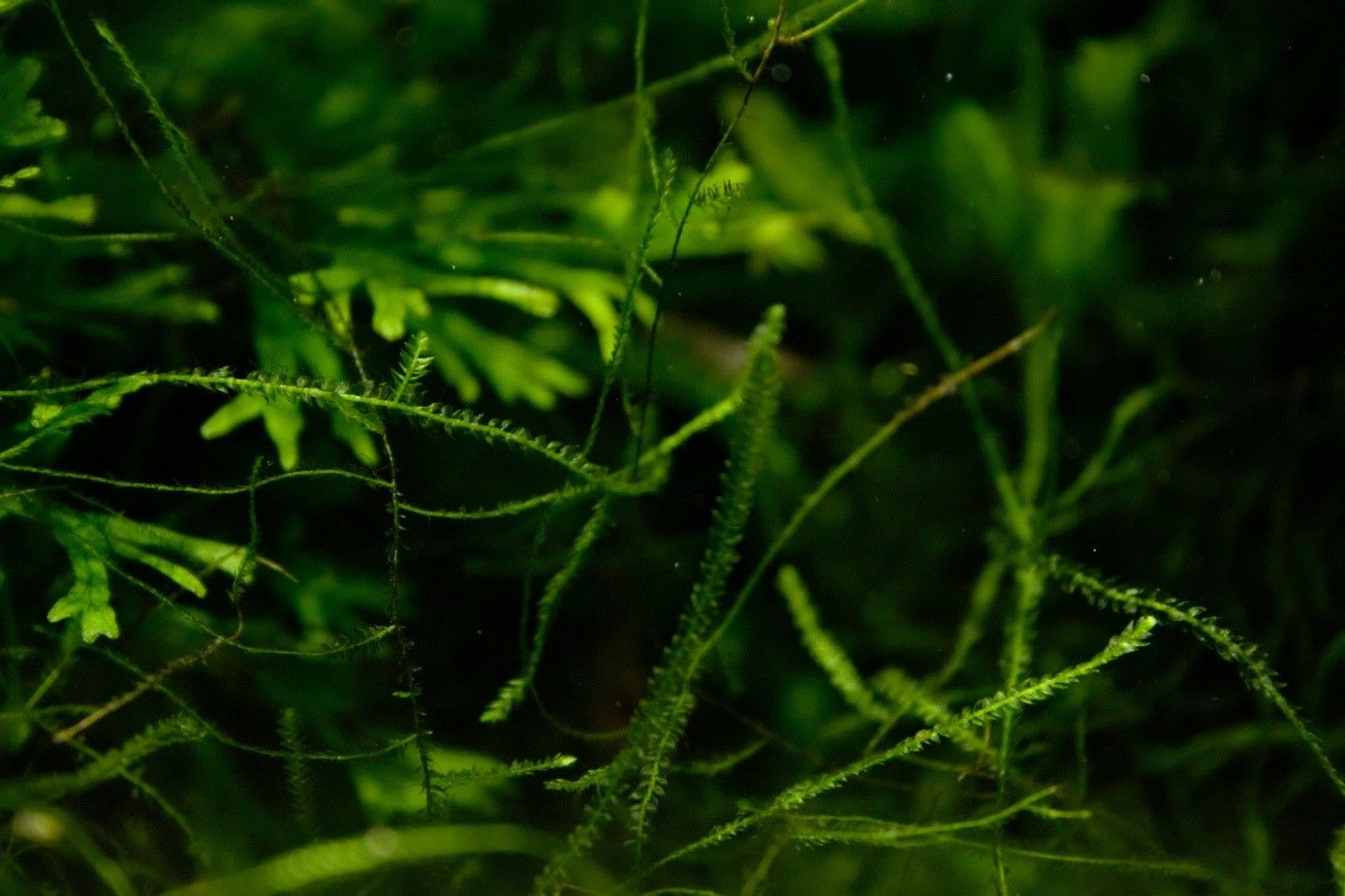 Java fern and Java moss aquarium plants