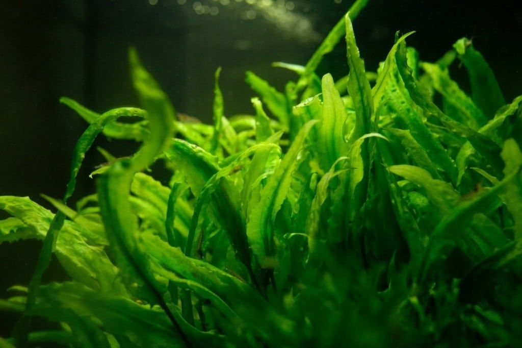 Cryptocoryne aquarium plant