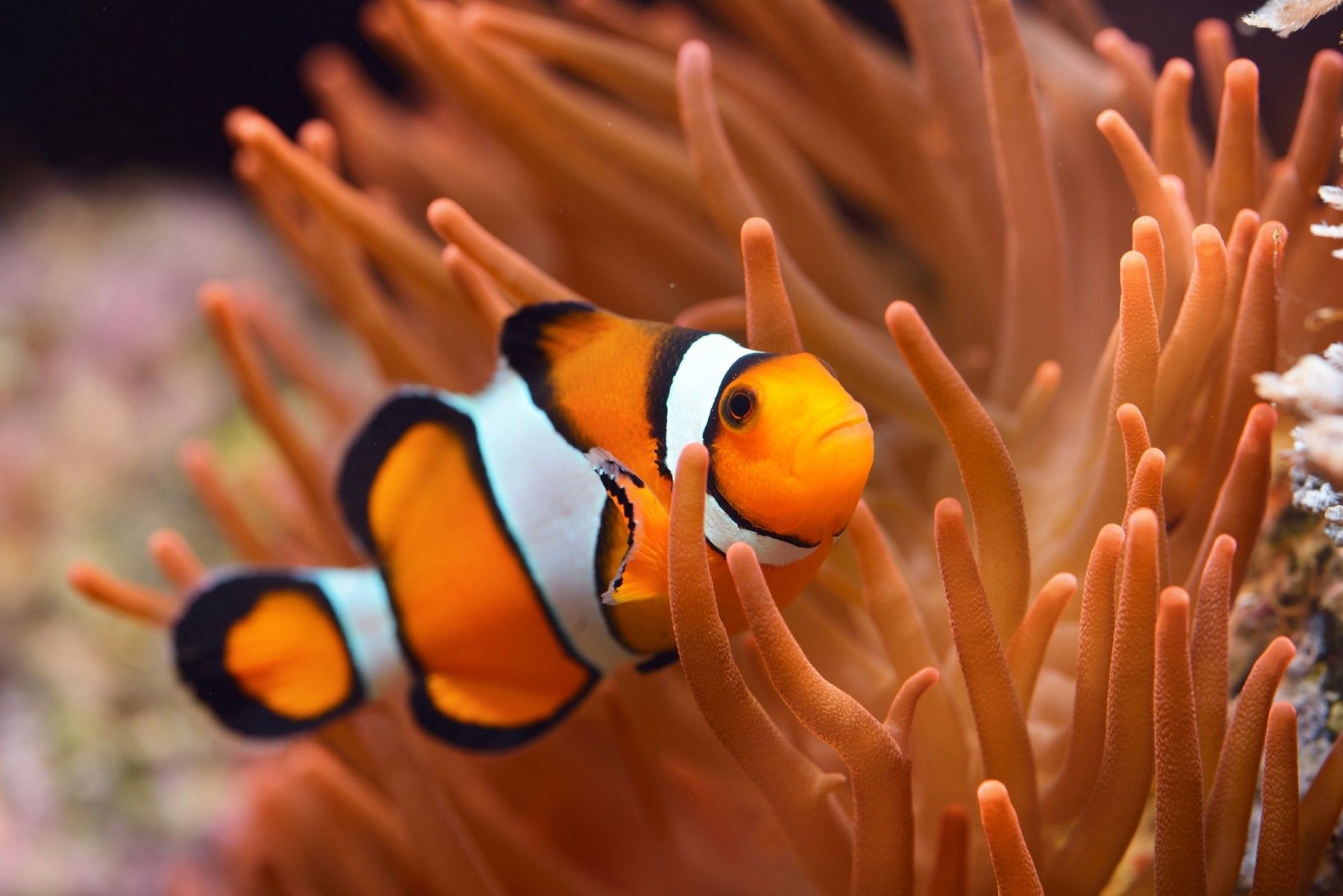 Clownfish in orange anemone