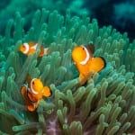 group of clownfish in green anemone