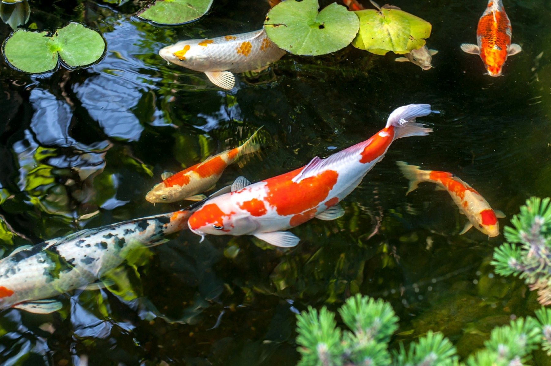 Colorful decorative fish float in an artificial pond view from above