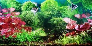 Best Freshwater Aquarium Plants for Beginners
