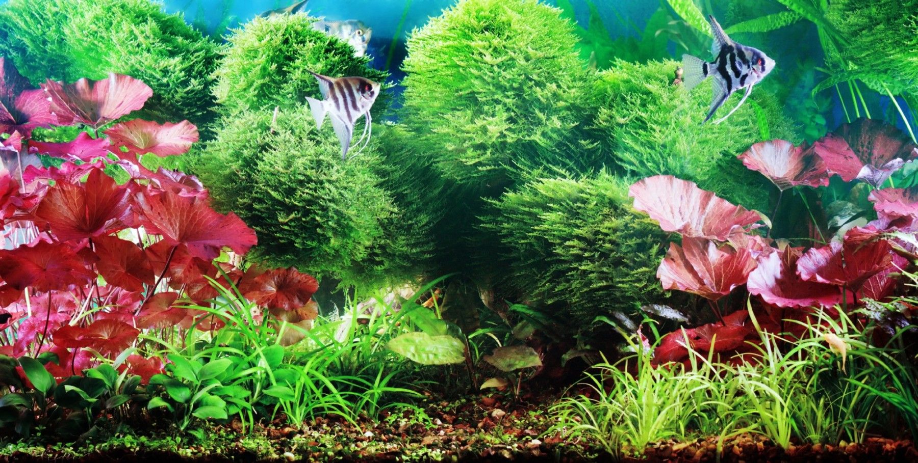 decorative planted aquarium with white angelfish
