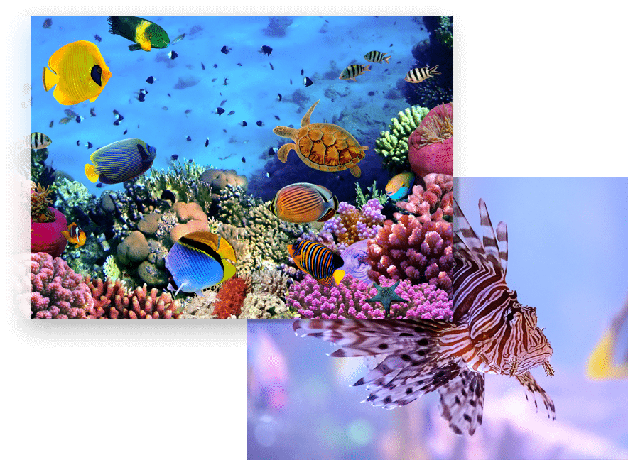 colorful saltwater fish tank image with lionfish image