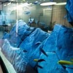High end office aquarium with blue rocks