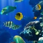 picture of saltwater fish aquarium