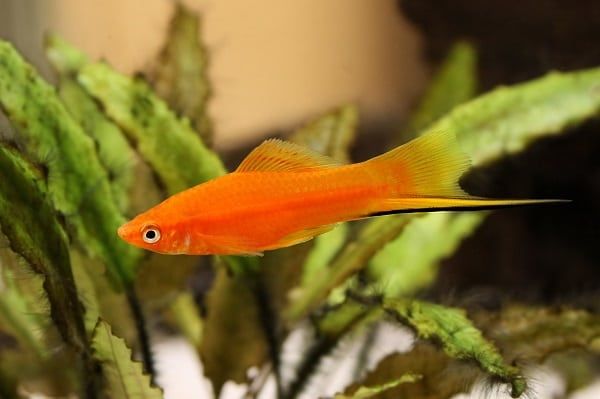 Orange swordtail fish (Xipophorus helleri)