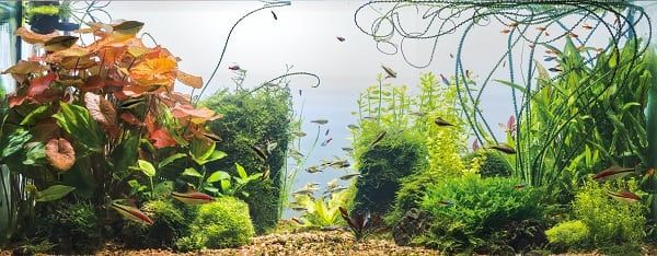 Panoramic view of planted tropical fresh water aquarium with white background