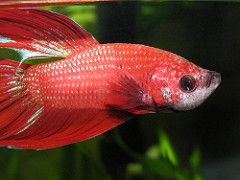 Red Betta splendens fish
