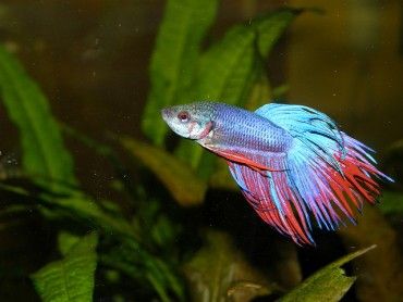 Betta Fish: What Size Tank Should I Get?