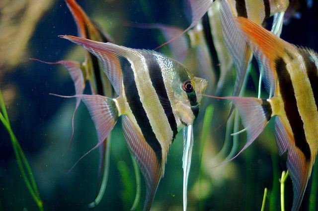 Angelfishes swimming in aquarium close up