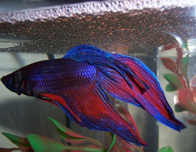 blue and red Betta Fish or Siamese Fighting Fish in tank