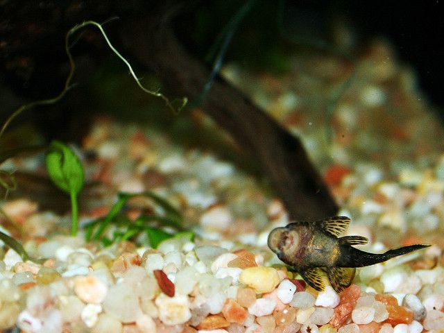 Bristlenose Pleco aquarium fish