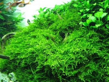 How to Care for Christmas Moss