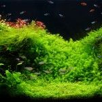 Freshwater custom aquarium in Amano style with little characins