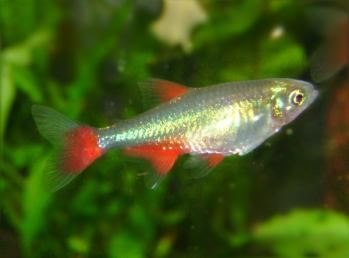 Aphyocharax Anisitsi or bloodfin tetra