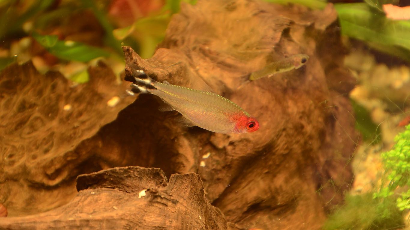 Hemigrammus rhodostomys aquarium fish