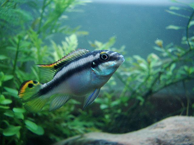 Kribensis Cichlid swimming in a custom aquarium