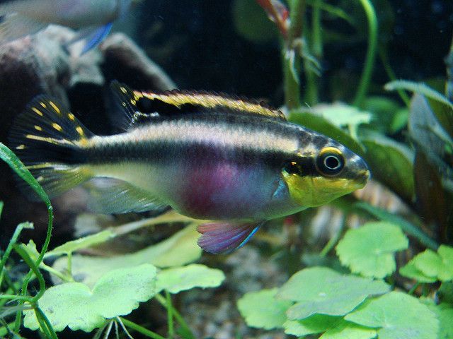 kribensis cichlid swimming in a custom aquarium 