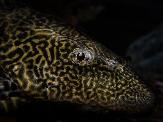Common Pleco catfish