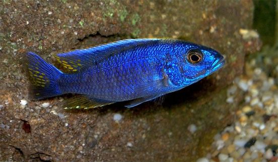 Electric blue cichlid (Sciaenochromis fryeri) aquarium fish