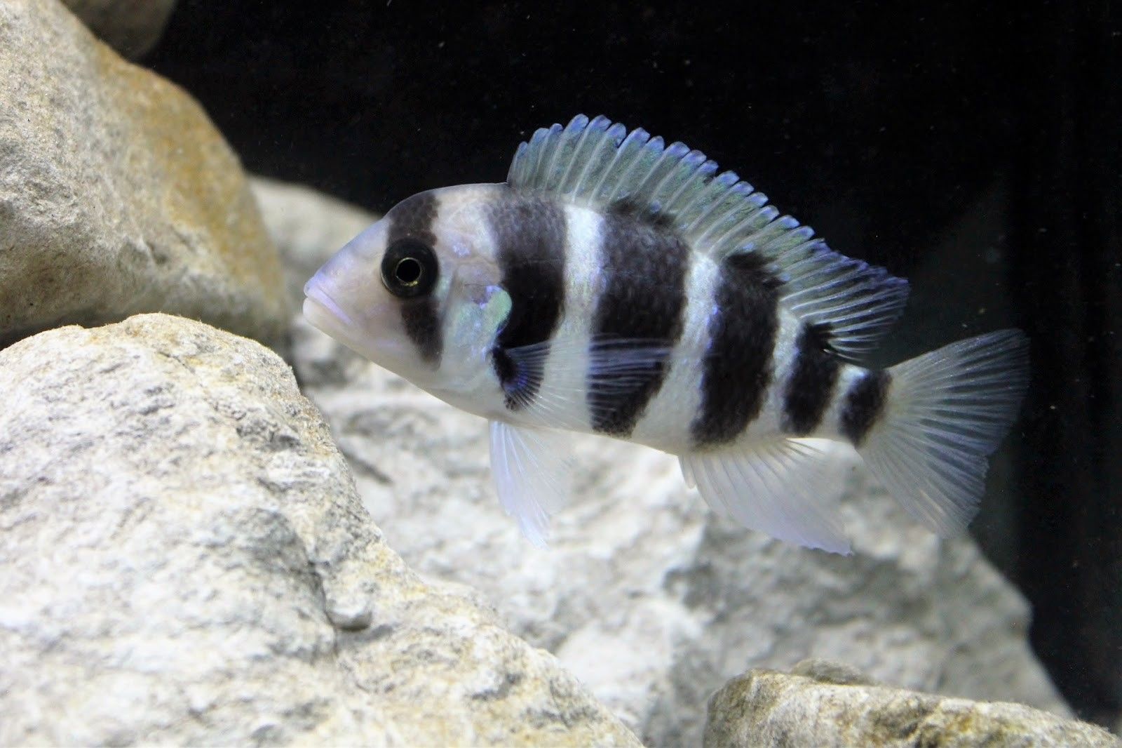 Frontosa cichlid (Cyphotilapia frontosa) aquarium fish