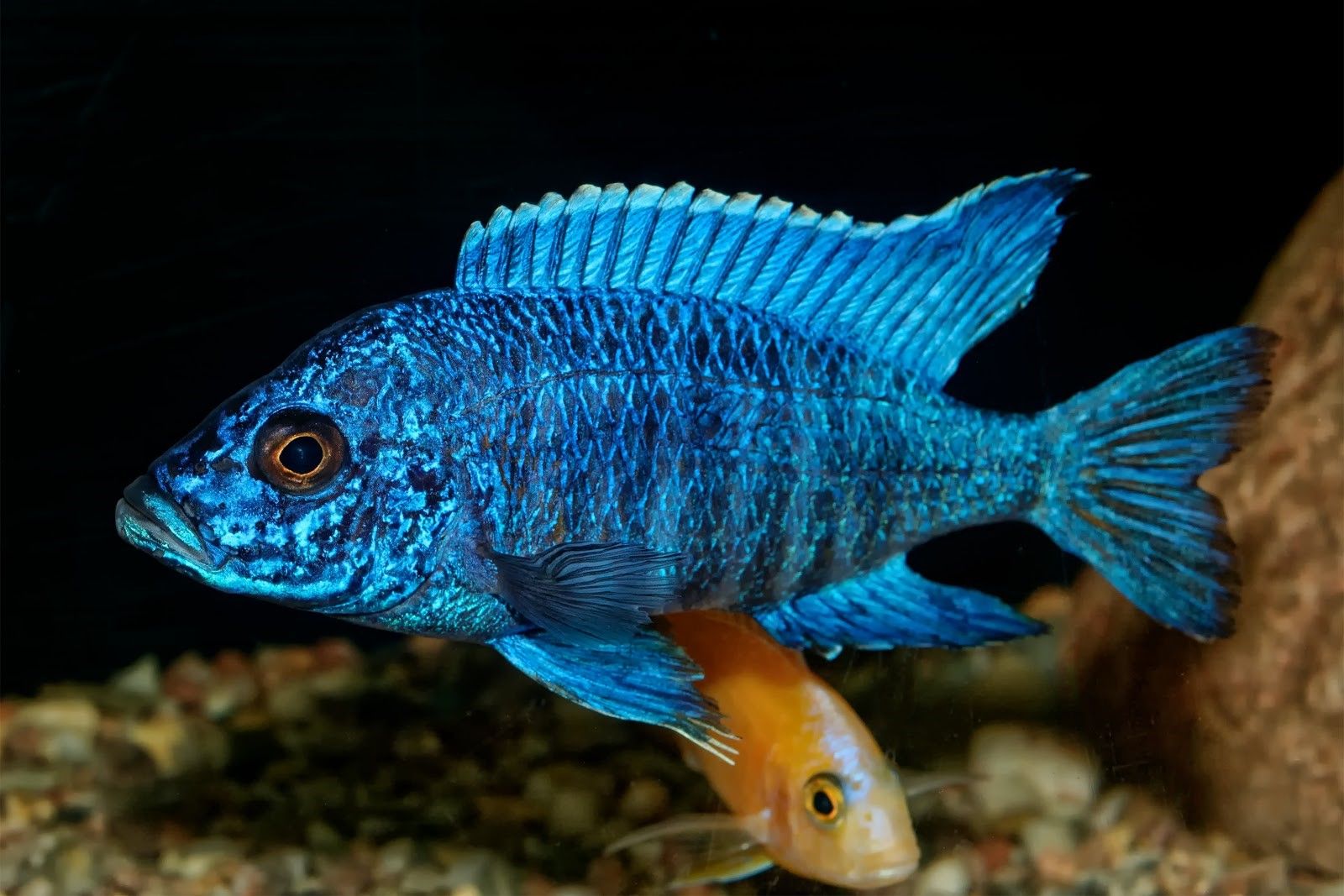 Peacock cichlid (Aulonocara nyassae) aquarium fish