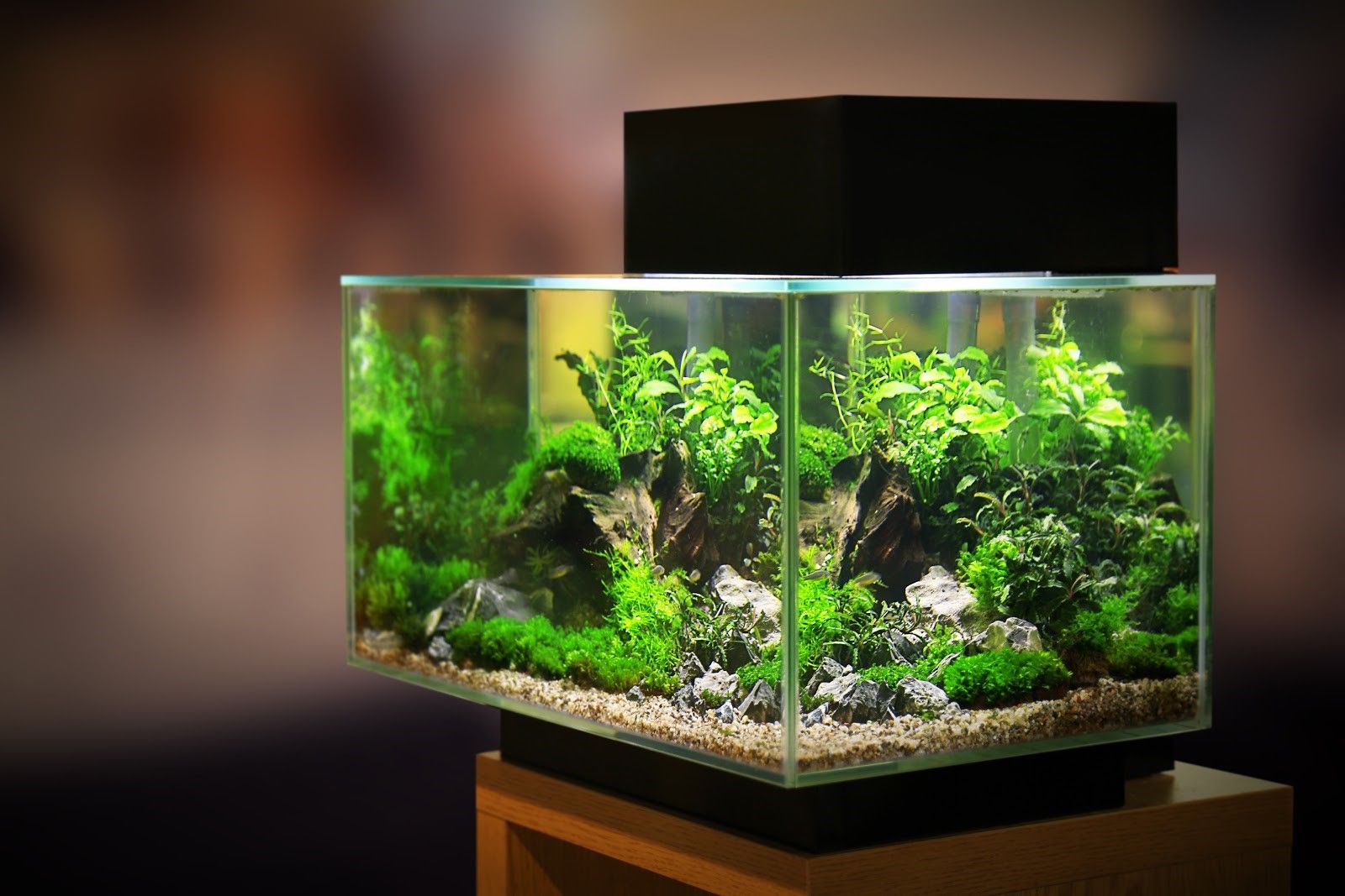 Fish tank with beautiful plants in it