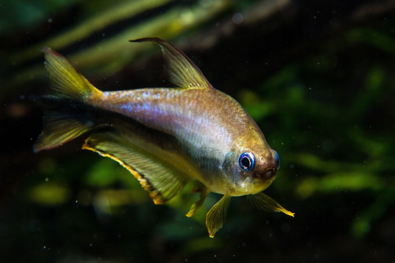 Emperor tetra fish close up front