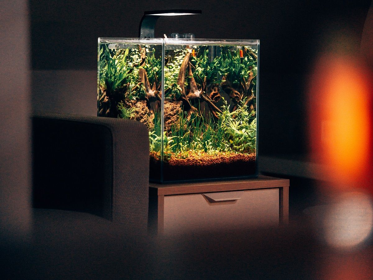 Aquarium with plants and driftwood
