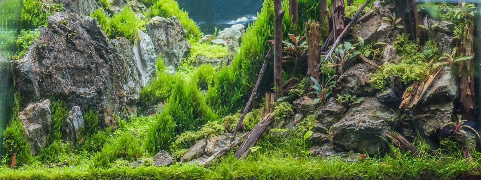 Aquascape aquarium with rocks, plants and moss.