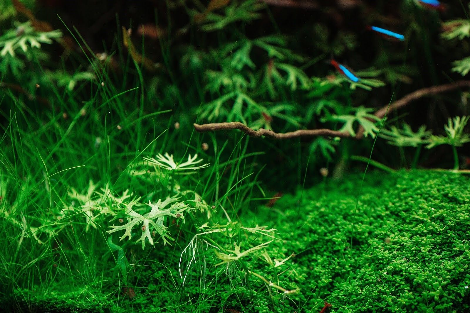 Close-up of plants in an aquascape with neon tetra fish in the background.