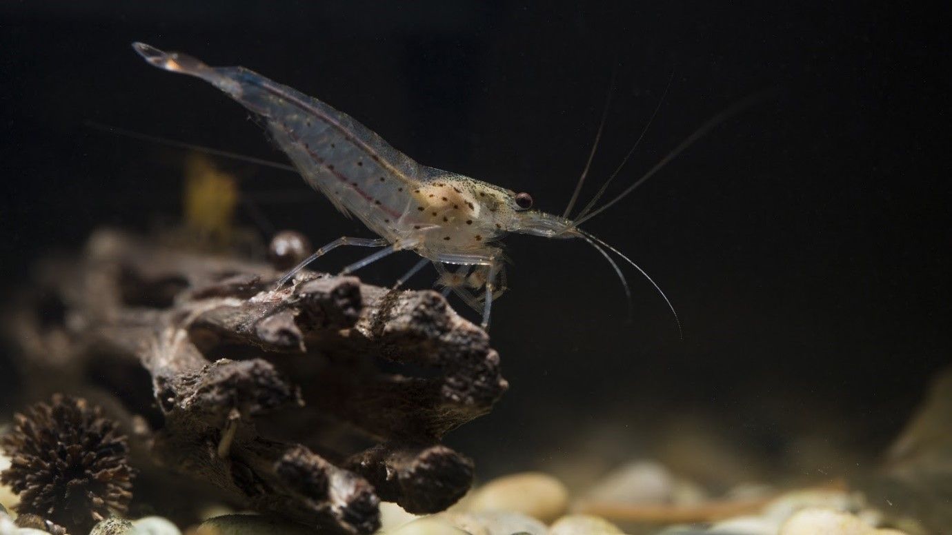 Amano shrimp in the aquarium