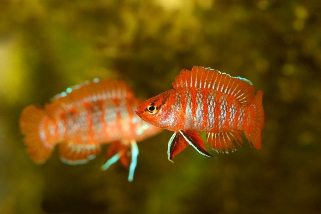 Scarlet badis fish care and info (Dario dario)