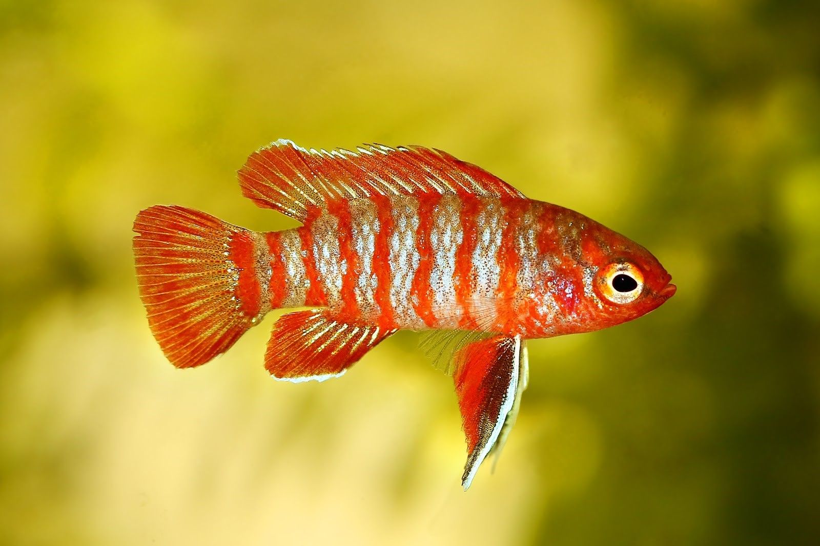 Scarlet badis fish close up