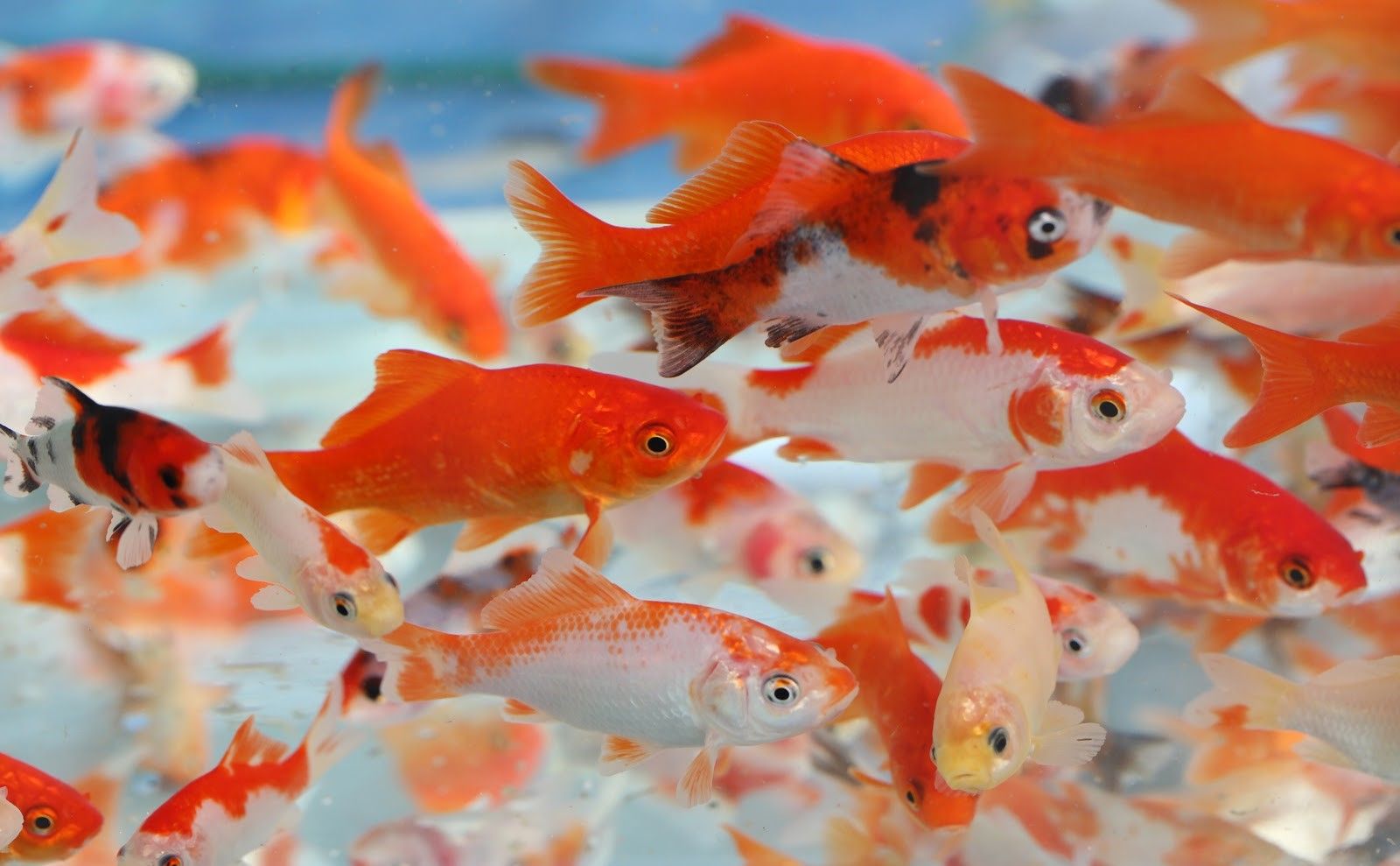 Variety of goldfish swimming together