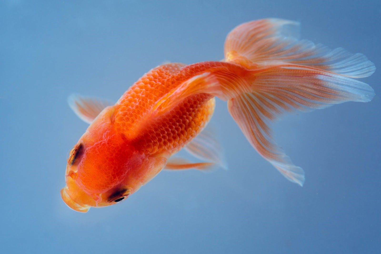 Goldfish swimming 