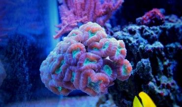 Candy Cane Coral Care & Info