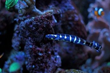 Engineer Goby Care & Info