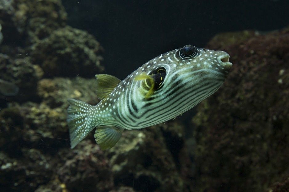 Stars and stripes puffer (Arothron hispidus) aquarium