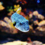White spotted puffer fish