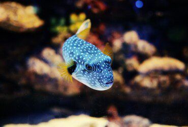 Stars and Stripes Puffer Care | A Star-Spangled Pufferfish