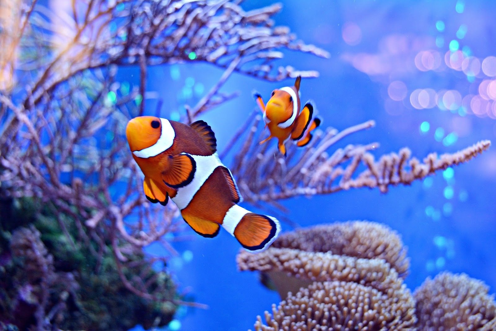 Two Ocellaris Clown fish swimming in aquarium