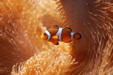 Ocellaris Clownfish 101 | Care & Info
