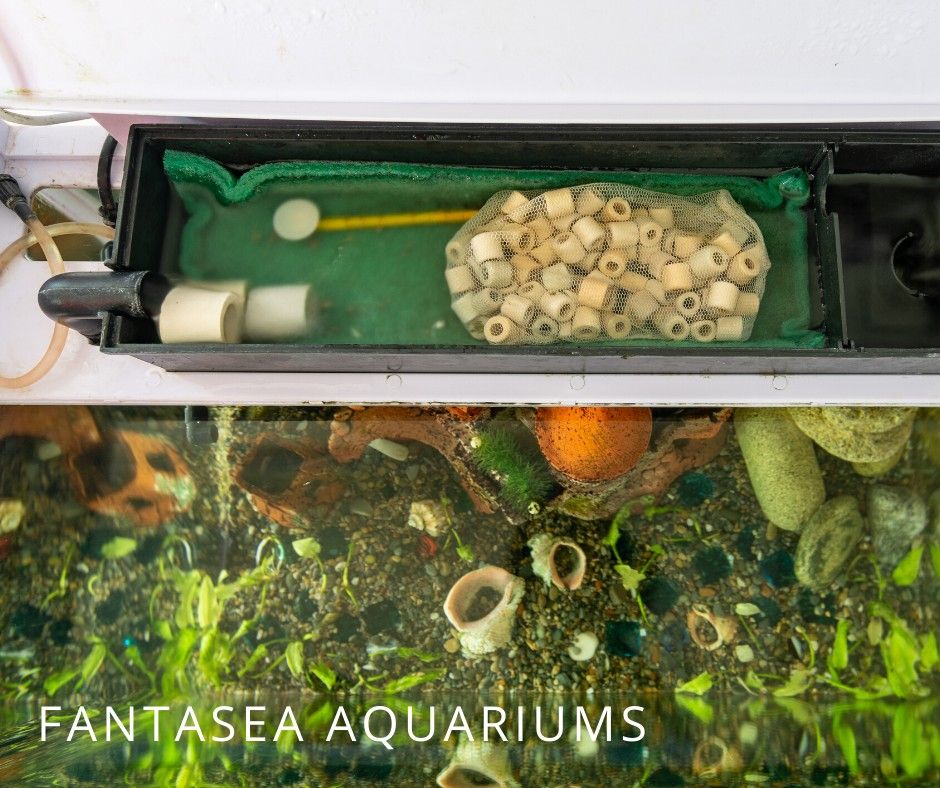 how to deep clean an aquarium 
